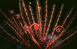 red sea eilat- night dive, aqatica 90 with 60mm lens. by Shmulik Blum 